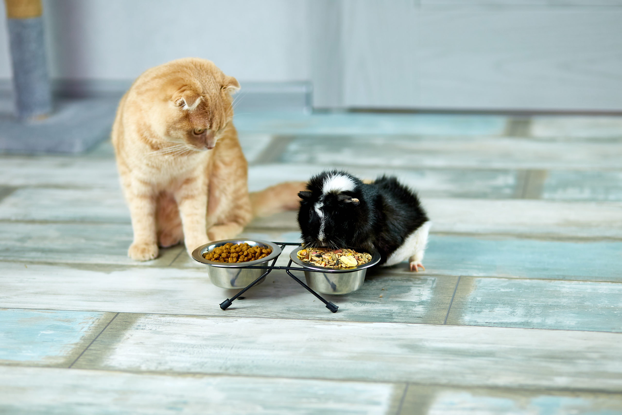 Chat et cochon d'inde