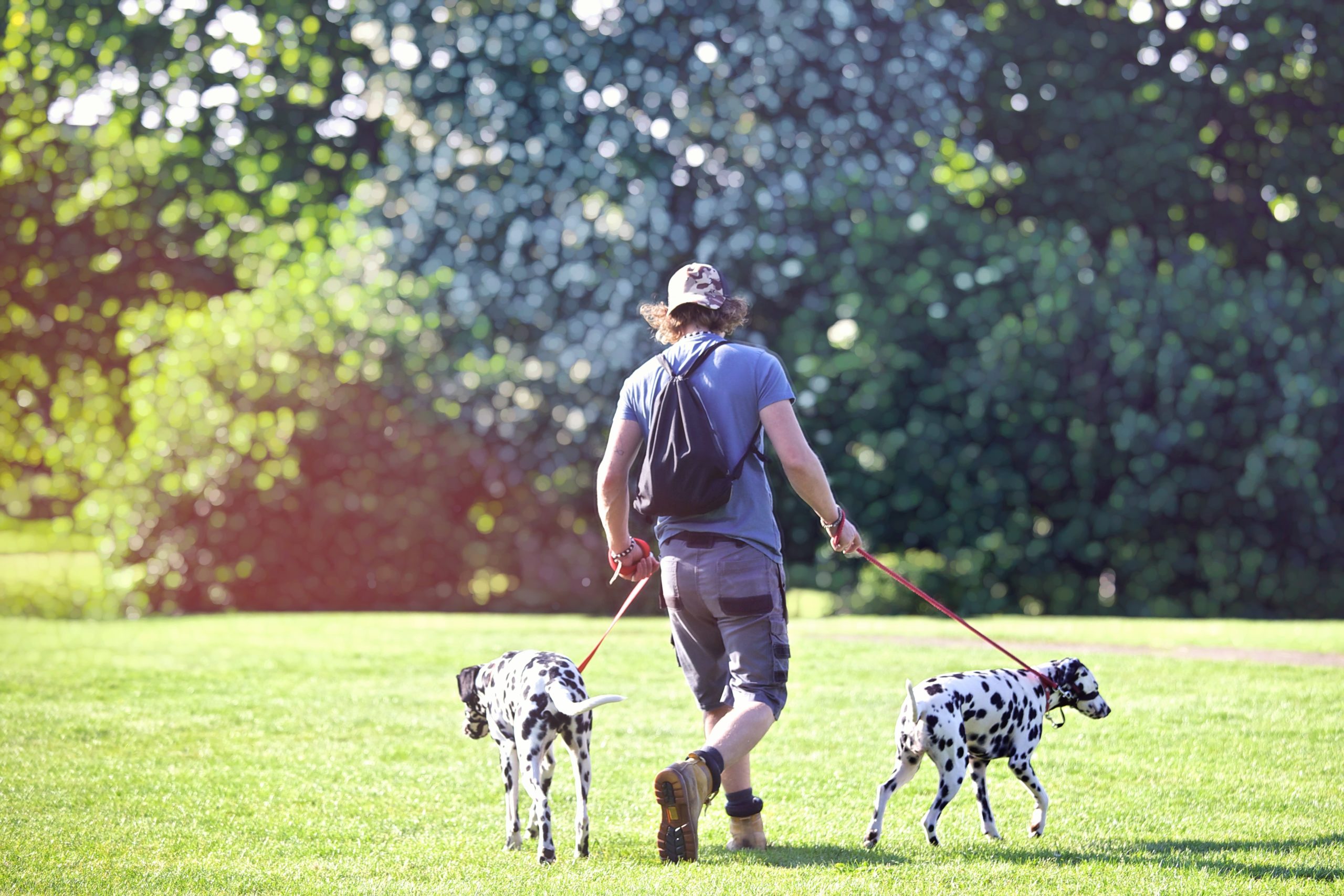 Promenade de chiens